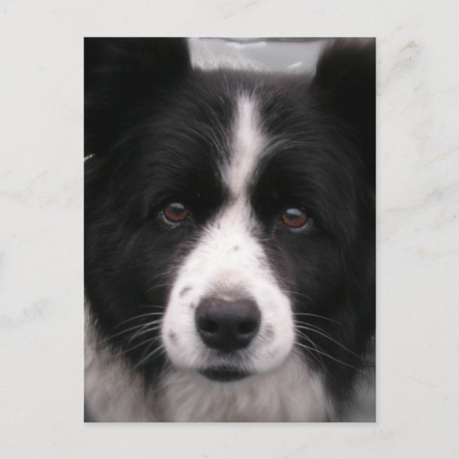 Carte postale Collie Bordure (Devant)