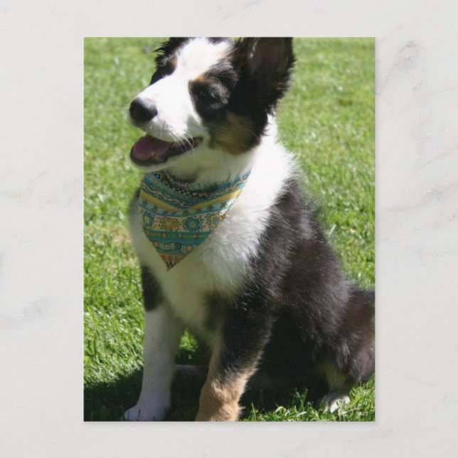 Carte postale Collie Bordure (Devant)