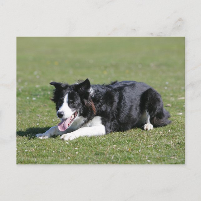 Carte Postale Collie Bordure Déposée (Devant)