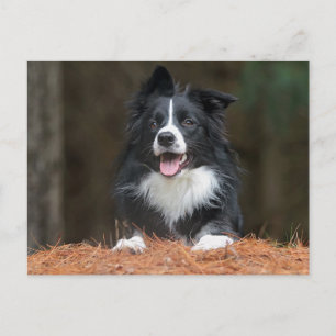 Carte Postale collie bore