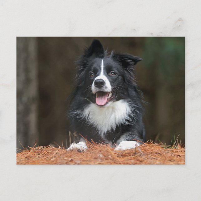 Carte Postale collie bore (Devant)