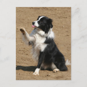 Carte Postale collie bore