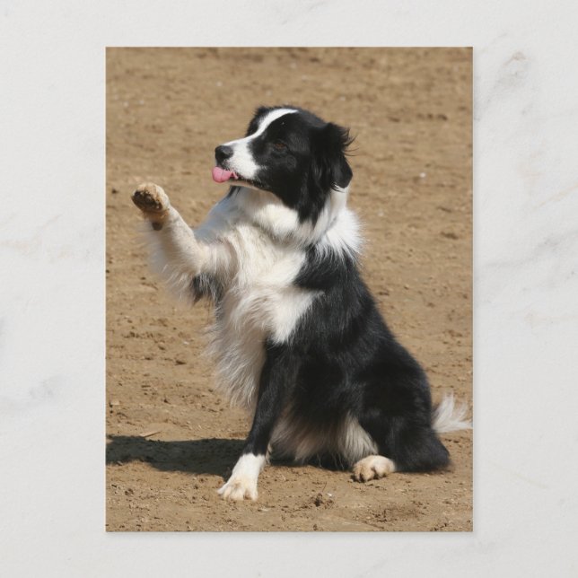 Carte Postale collie bore (Devant)