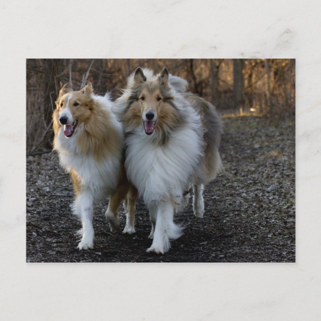 Carte Postale Collie Buddies (Devant)