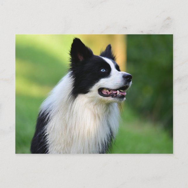 Carte Postale Collie Chien noir et blanc (Devant)
