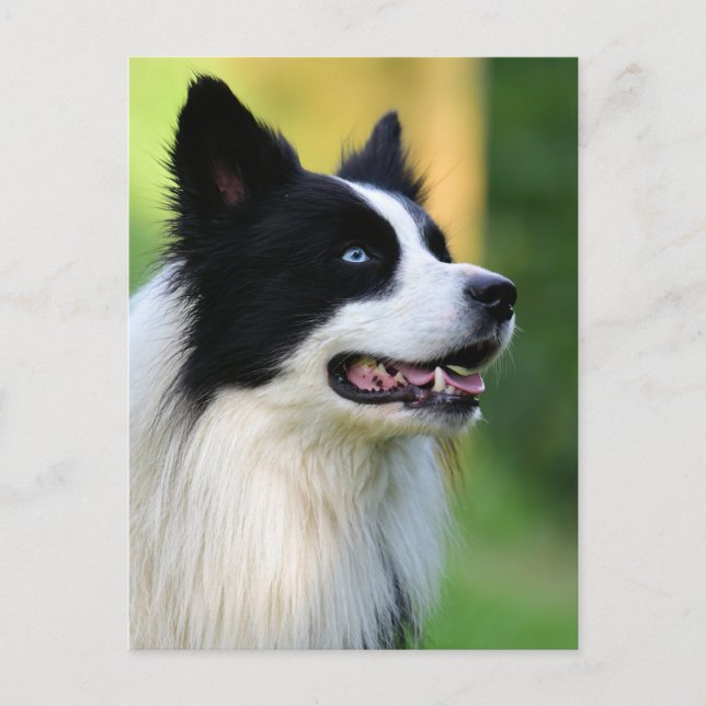 Carte Postale Collie Chien noir et blanc (Devant)