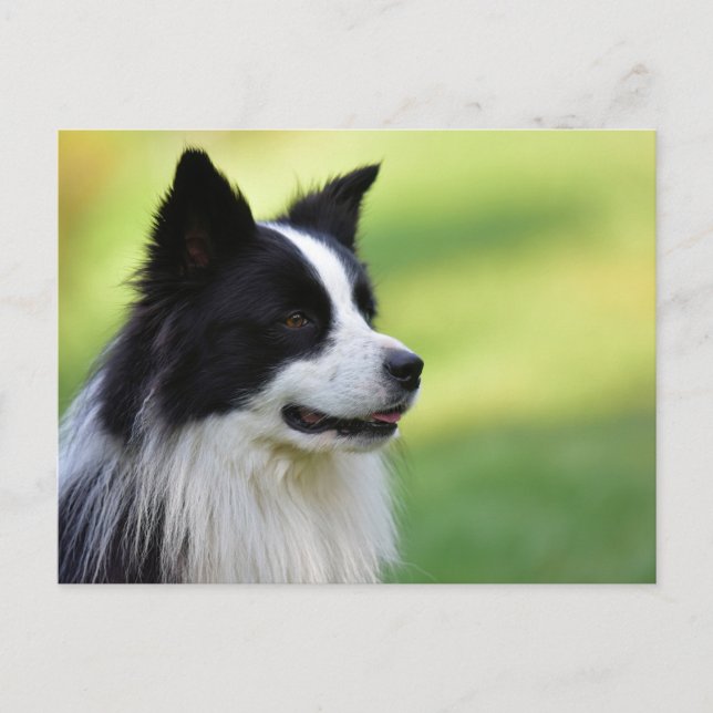 Carte Postale Collie Chien noir et blanc (Devant)