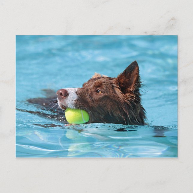 Carte Postale collie de bordure (Devant)