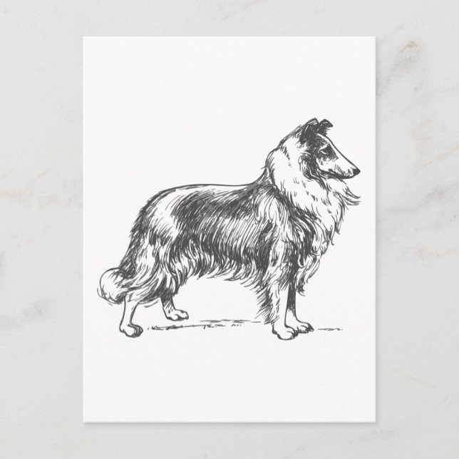 Carte Postale Collie Dog (Devant)