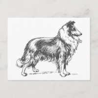 Collie Dog