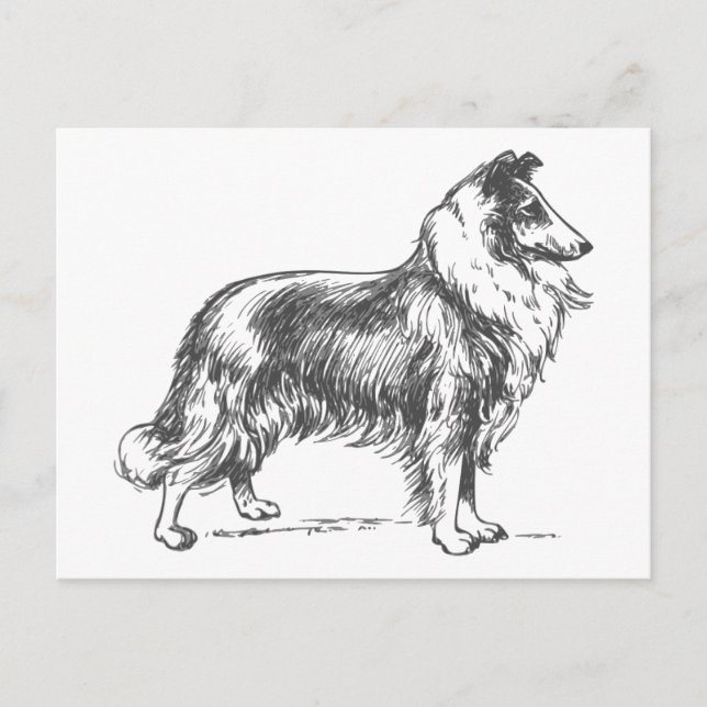 Carte Postale Collie Dog (Devant)