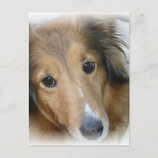 Carte postale Collie Dog (Devant)