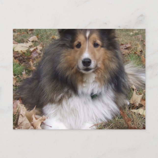 Carte postale Collie Dog (Devant)