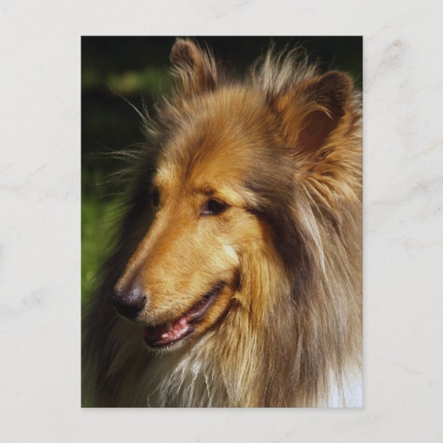Carte Postale Collie Dog Photographie (Devant)