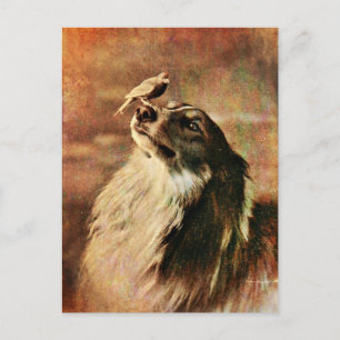 Carte Postale Collie et Birdie