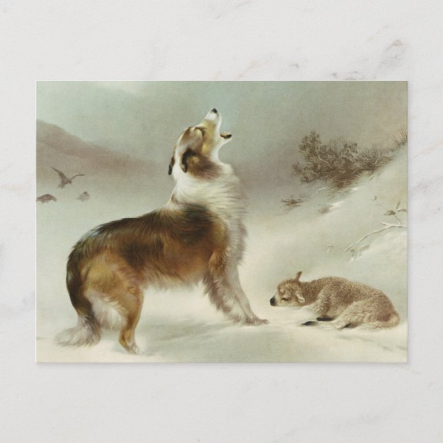 Carte Postale Collie et mouton (Devant)