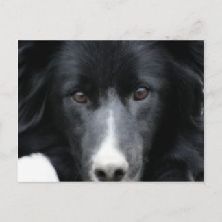 Carte postale Collie Face Dog Bordure Noire