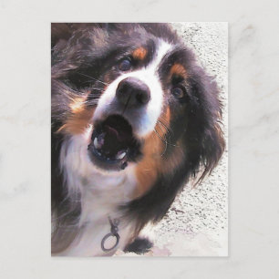 CARTE POSTALE COLLIE FRONTALIÈRE