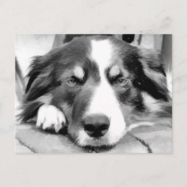 CARTE POSTALE COLLIE FRONTALIÈRE (Devant)
