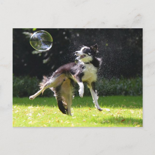 Carte Postale collie frontière avec bulle de savon (Devant)