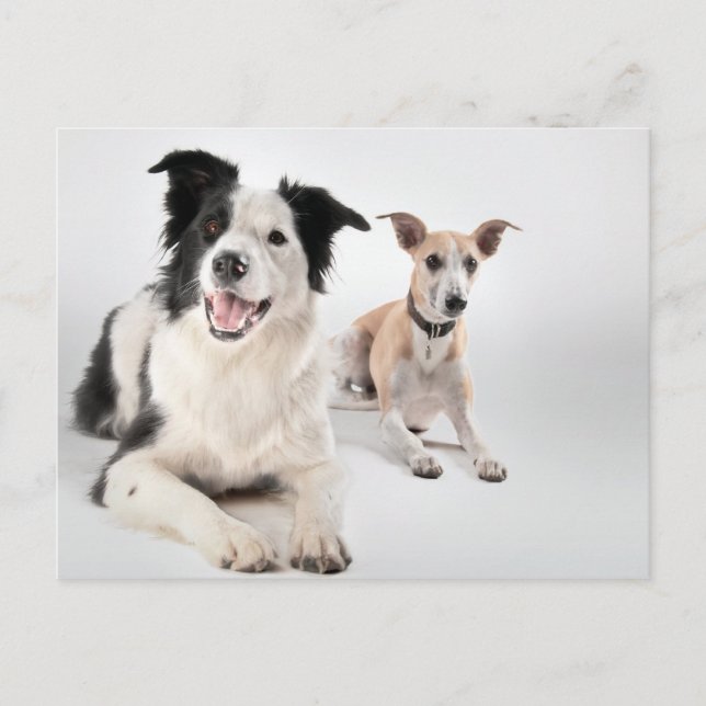 Carte Postale Collie frontière avec whippet (Devant)
