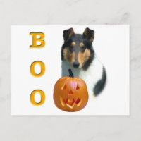 Collie (lisse) Boo