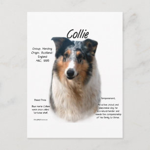 Carte Postale Collie (merle lisse)