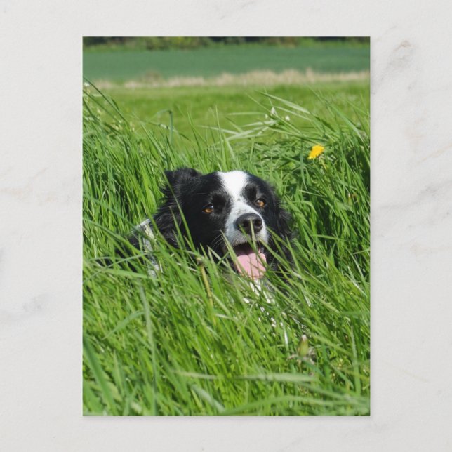 Carte Postale Collie noir et blanc en herbe (Devant)