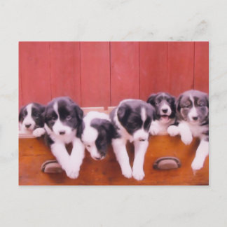 Carte postale Collie Puppies Bordure Mignonne