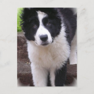 Carte postale Collie Puppy