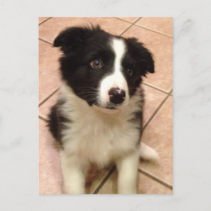 Carte postale Collie Puppy