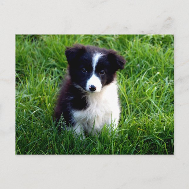 Carte postale Collie Puppy (Devant)