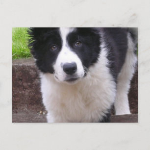 Carte postale Collie Puppy