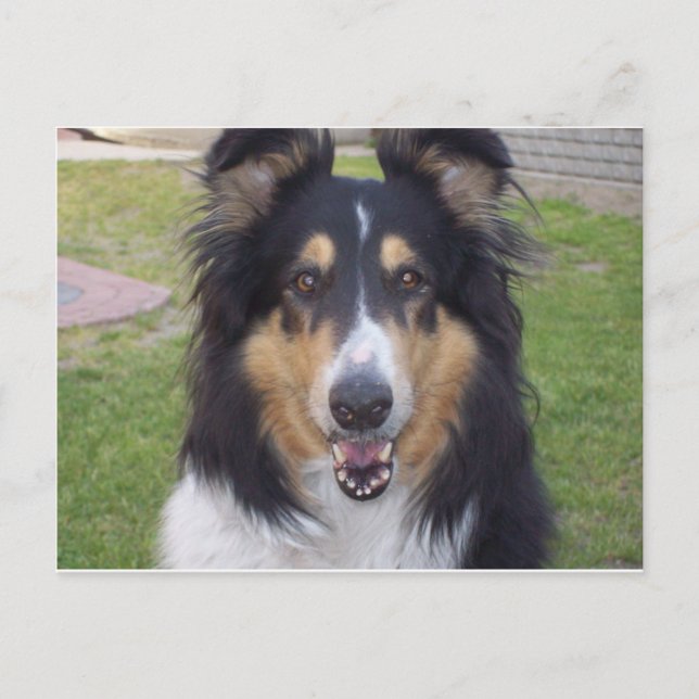 Carte Postale Collie rugueuse de Tricolor (Devant)
