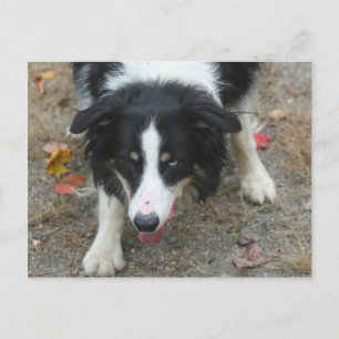 Carte postale Collie Stare Dog Bordure