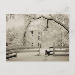 Carte Postale Collier frontalier