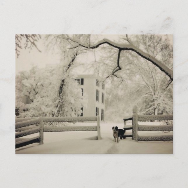 Carte Postale Collier frontalier (Devant)