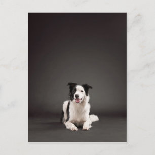 Carte Postale Collier frontalier