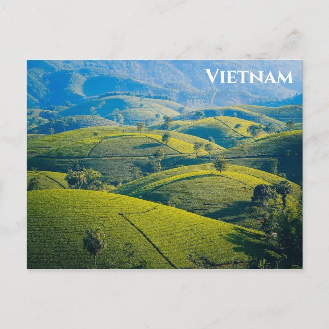 Carte Postale Colline de thé Long Coc au Vietnam - Photo de voya (Devant)