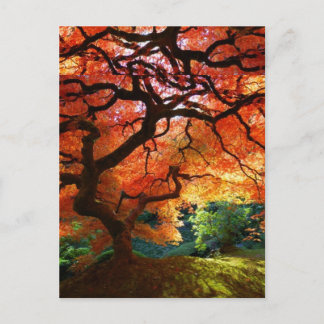 Carte Postale Colline rouge d'arbre