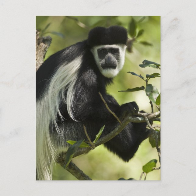 Carte Postale Colobe noir et blanc (Devant)