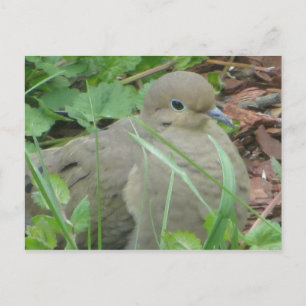 Carte Postale colombe