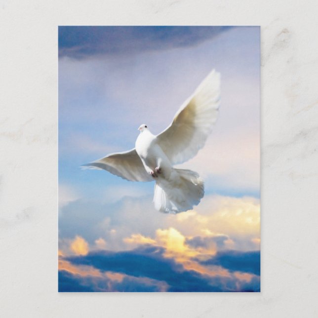 Carte Postale colombe blanche en vol (Devant)