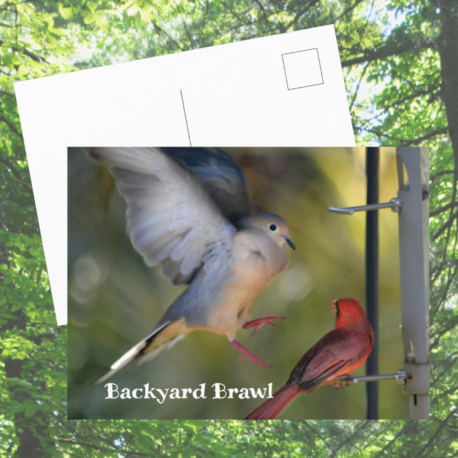 Carte Postale Colombe et Cardinal se disputent dans la cour (Créateur téléchargé)