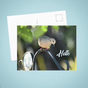 Carte Postale Colombe qui passe dire bonjour Photo
