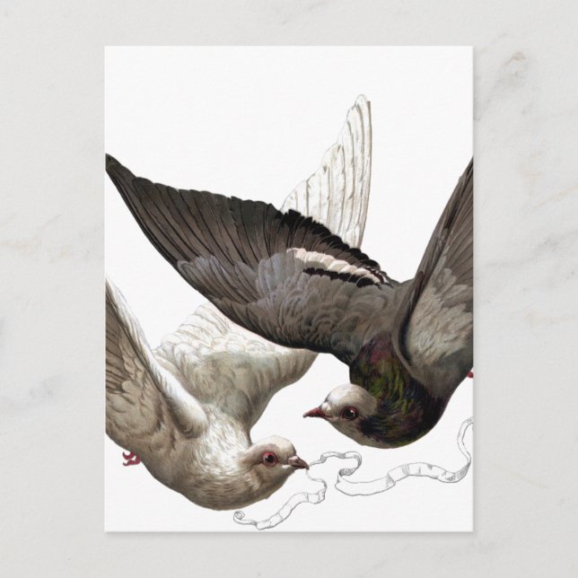 Carte Postale colombes vintages (Devant)