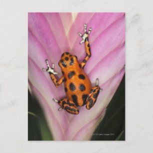 Carte Postale Colon Isle Dart Frog, Oophaga pumilio