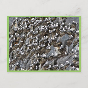 Carte Postale colonie de sillons à pattes noires