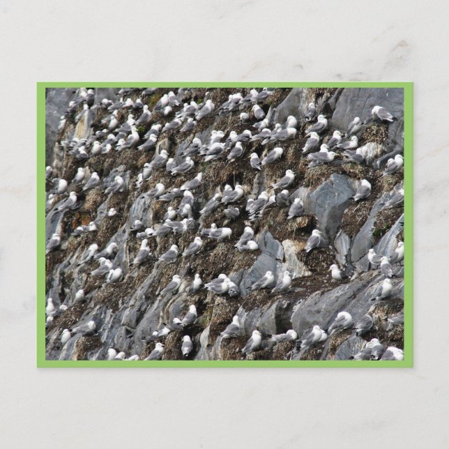 Carte Postale colonie de sillons à pattes noires (Devant)