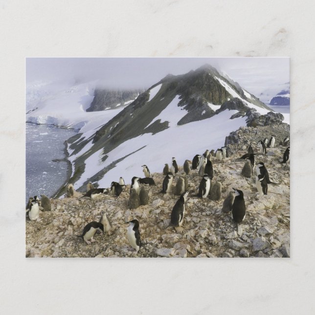Carte Postale Colonie des pingouins de Chinstrap (Devant)